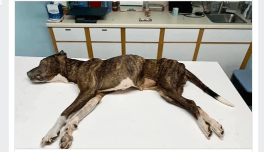Ailing senior dog euthanized