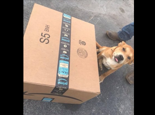 Amazon contractor dropped box on puppy