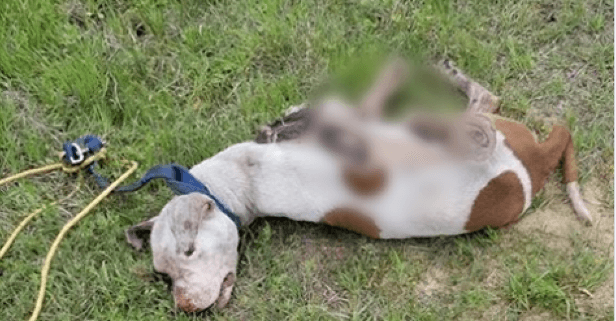 Dog dragged to death