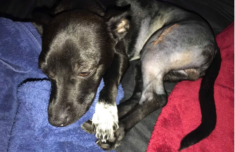 Authorities search for people who hit dog with car