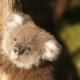 Baby koalas ordered to be euthanized