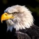 Bald eagle stolen from refuge