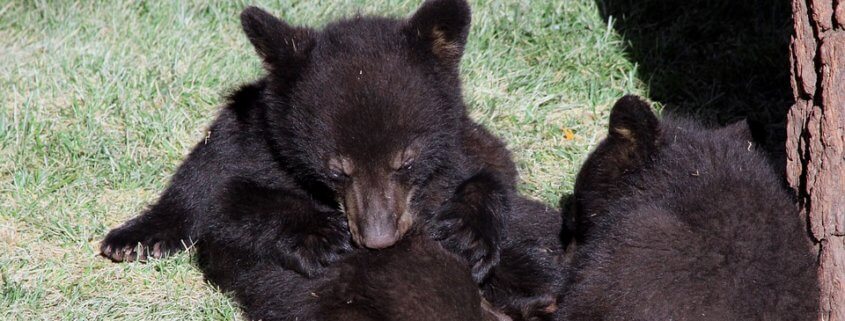 Bear cubs need somewhere to go