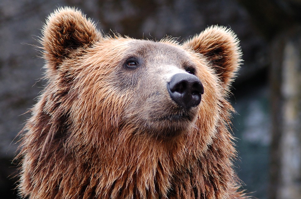 Bear killed - hunter overdosed on drugs