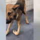 Betrayed dog, with broken leg, left at animal control