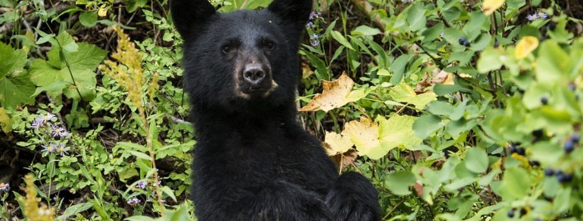 Black bear killed