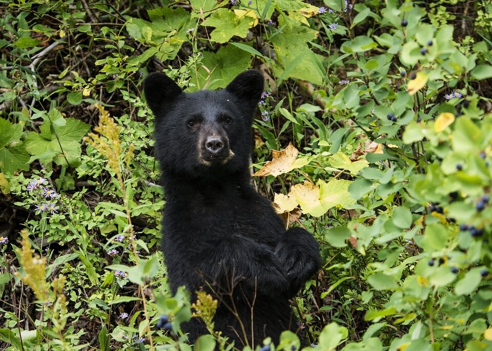Black bear killed