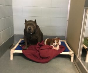 Blind dog and guide need a new family