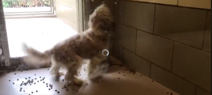 Blind dog at busy shelter
