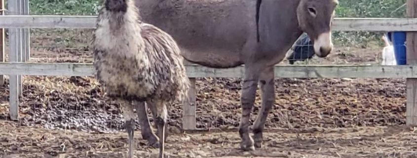 Bonded emu and donkey need a home together