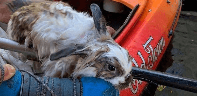 Bunny found tied to a weight with a rope