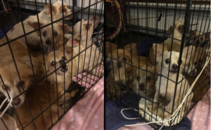 Caged breeder dogs dumped in an alley