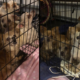 Caged breeder dogs dumped in an alley