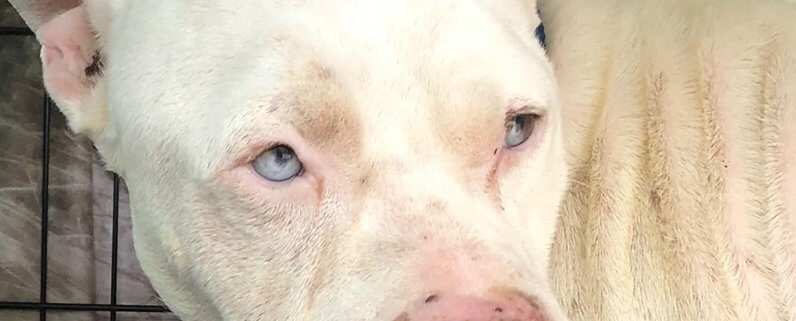 Cancer-stricken dog needs a foster home