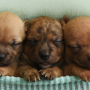 Photographer treats newborn foster puppies to amazing photoshoot