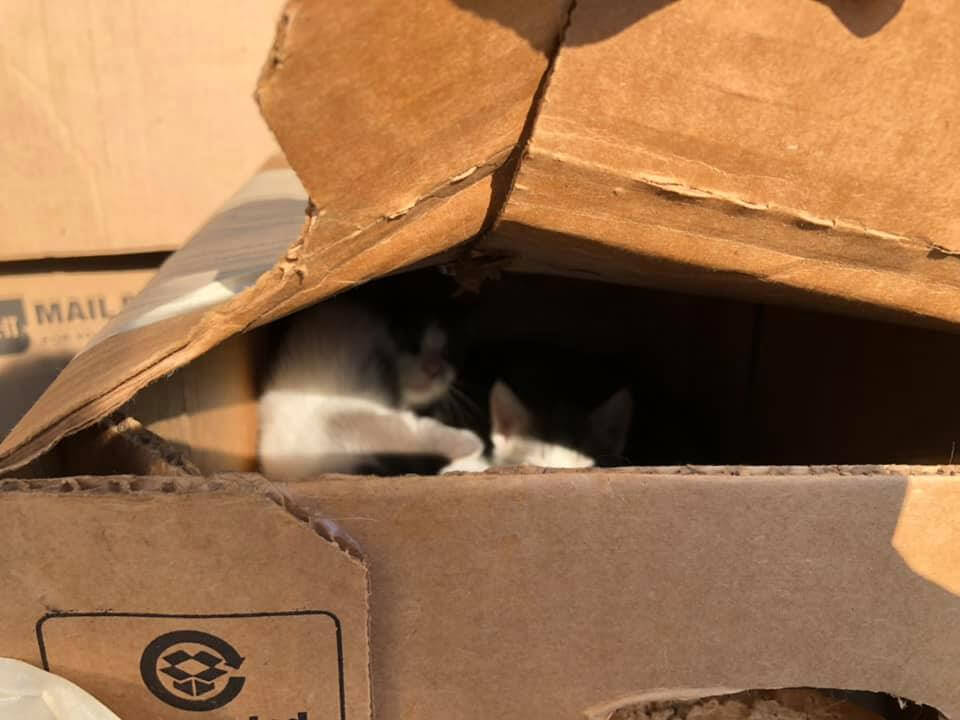 Cat and kittens abandoned in sealed box