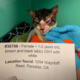 Cat found by news crew