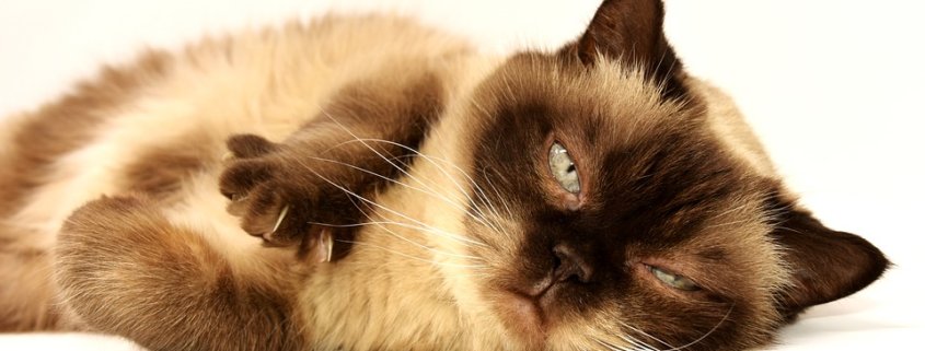 Cats euthanized
