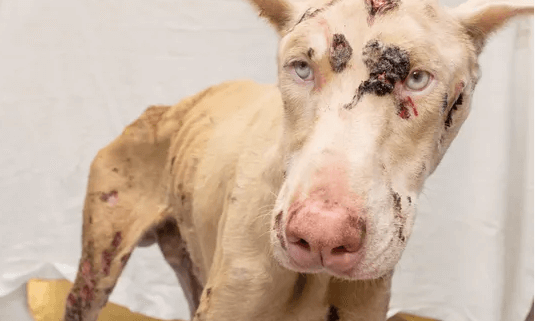 Charges reduced for man who starved dog
