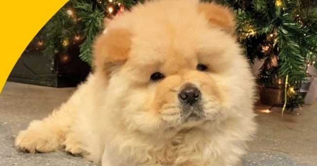 Chow chow puppy purchased online rushed to vet hospital
