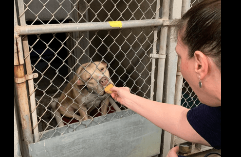 Community comforted shelter dogs