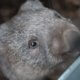 cop stoned wombat to death
