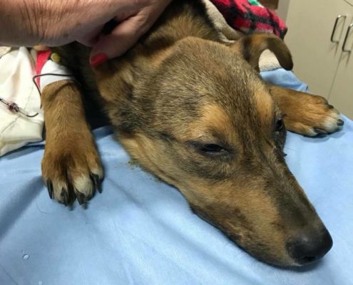 Couple charged for torture of puppy