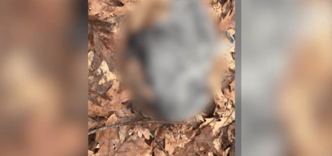 Couple found a bag of dead puppies
