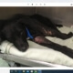 Injured dog critically urgent