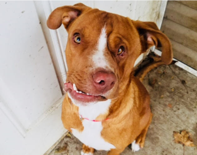 Rescue group sought perfect home for crooked face dog