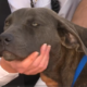 Dog to be adopted after being shot and left for dead