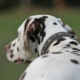 Dalmatian choked on video, man arrested