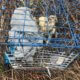 Dead dog found in blue cage