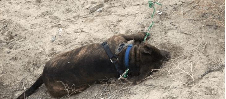Dead dog found tied to a pole