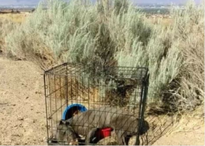 Dead puppy found in cage