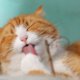 NY Lawmakers vote to ban cat declawing