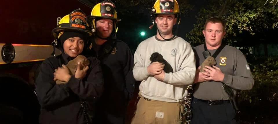 Puppies rescued 