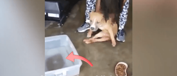 Disabled dog found living in plastic box