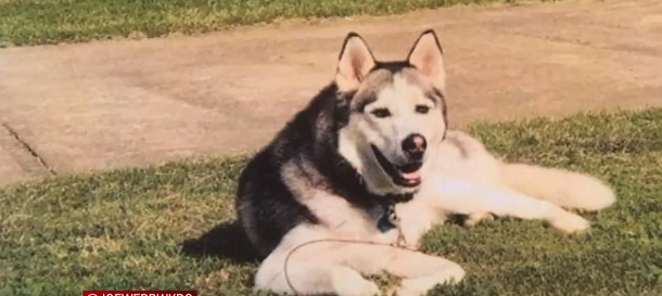 Disabled veteran's service dog shot and dumped on railroad tracks