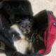 Dog abandoned in backpack