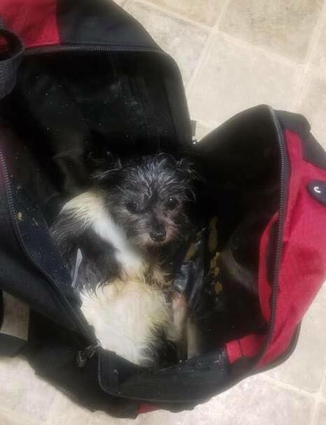 Dog abandoned in backpack