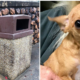 Dog abandoned in garbage