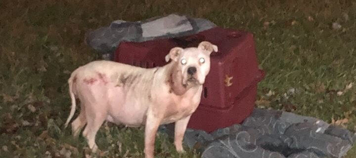 Dog abandoned with crate and old pillow