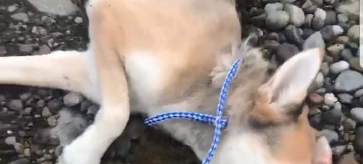 dog shot and abandoned with toys