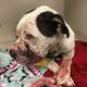 Badly beaten dog found abandoned in dumpster