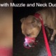 Dog found bound in duct tape