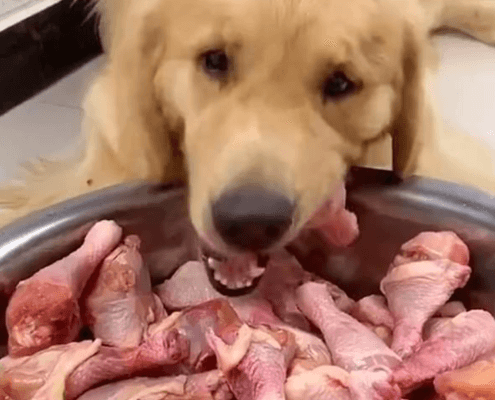 dog binge eating