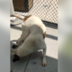 Kennel stressed dog going crazy and recommended for euthanasia