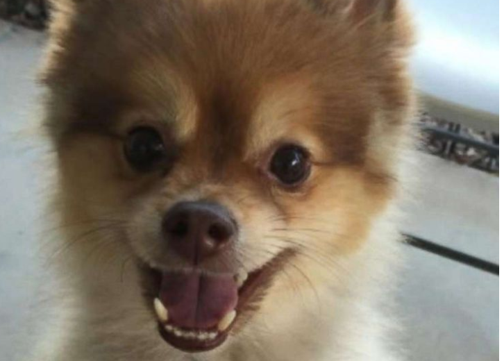 Dog found dead after Delta flight