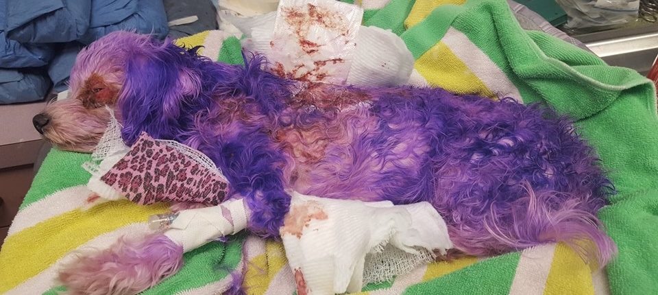 Dog injured by hair dye